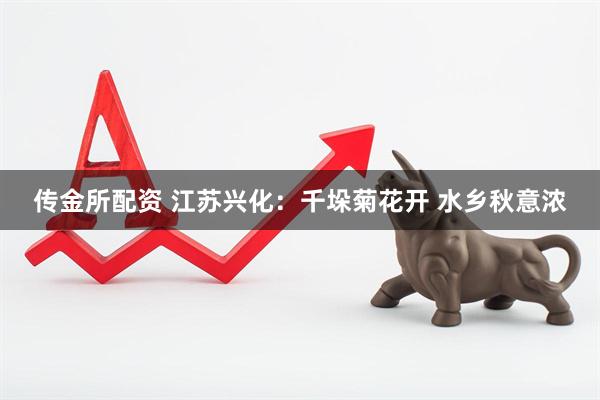 传金所配资 江苏兴化：千垛菊花开 水乡秋意浓